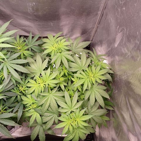 Super Lemon Pan growlog timeline photo