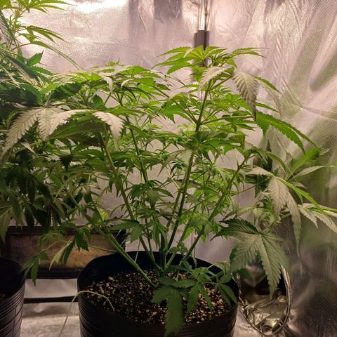 Super Lemon Pan growlog timeline photo