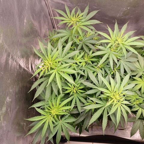 Mazine lemon haze growlog timeline photo