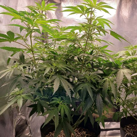 Mazine lemon haze growlog timeline photo