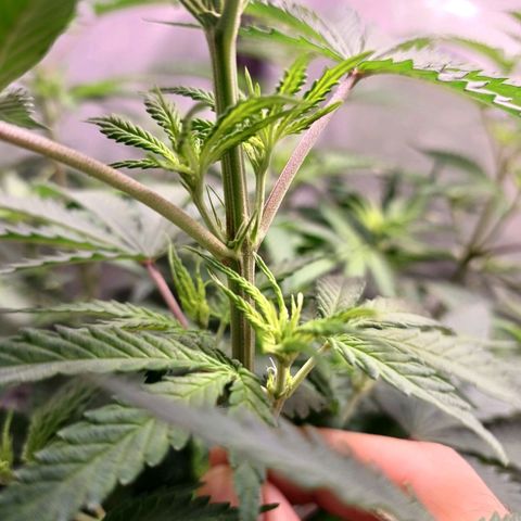 Mazine lemon haze growlog timeline photo