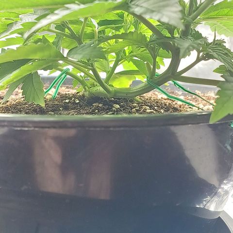 Branquinho 47 growlog timeline photo
