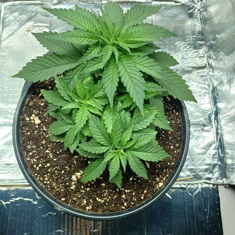 Branquinho 47 growlog timeline photo