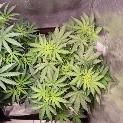 Super Lemon Pan growlog timeline photo