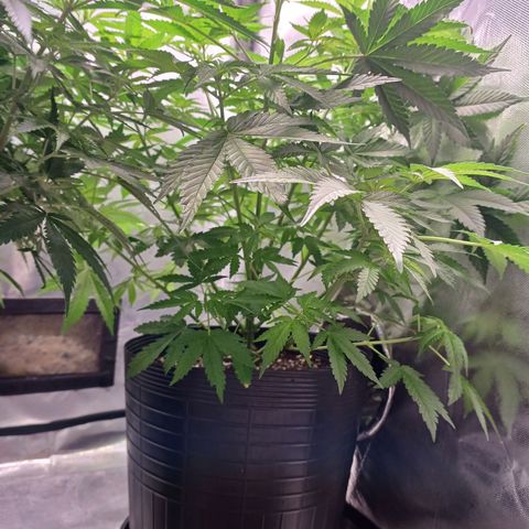 Super Lemon Pan growlog timeline photo