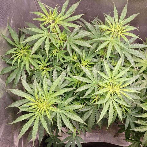 Mazine lemon haze growlog timeline photo