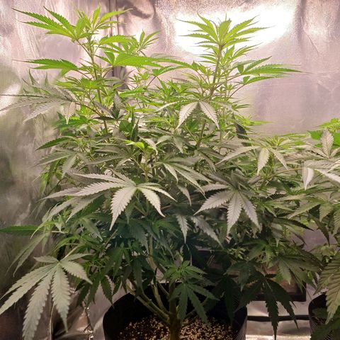 Mazine lemon haze growlog timeline photo