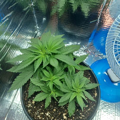 Branquinho 47 growlog photo: Fiz um topping agora e recebi uma surpresa. Creio que vão surgir 3 novos ramos principais 