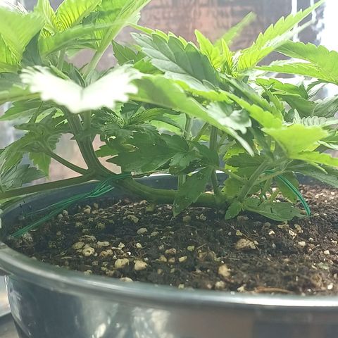 Branquinho 47 growlog photo: Fiz um topping agora e recebi uma surpresa. Creio que vão surgir 3 novos ramos principais 