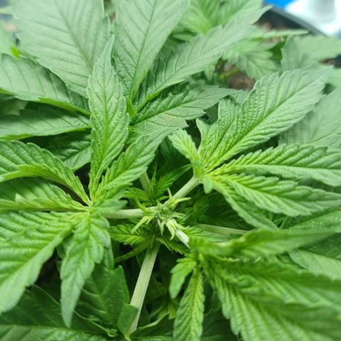 Branquinho 47 growlog photo: Fiz um topping agora e recebi uma surpresa. Creio que vão surgir 3 novos ramos principais 