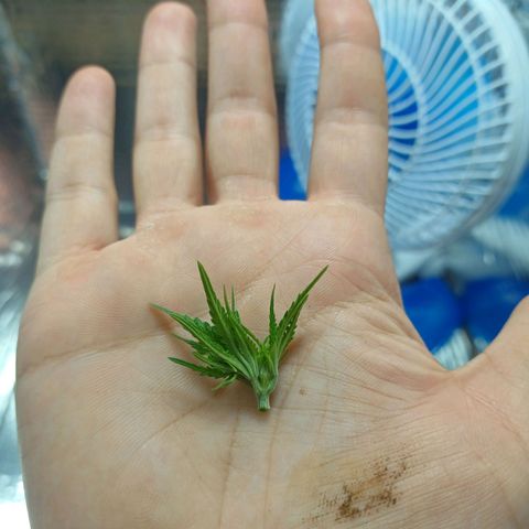 Branquinho 47 growlog photo: Fiz um topping agora e recebi uma surpresa. Creio que vão surgir 3 novos ramos principais 