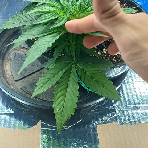 Branquinho 47 growlog photo: Fiz um topping agora e recebi uma surpresa. Creio que vão surgir 3 novos ramos principais 