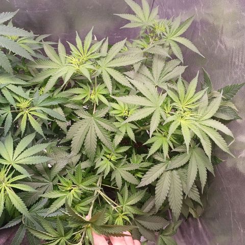 Super Lemon Pan growlog timeline photo