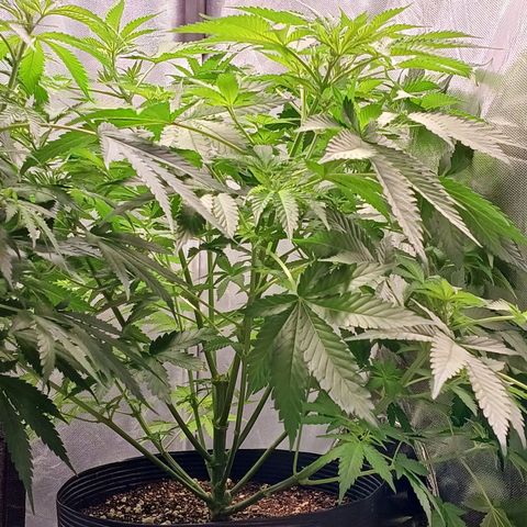 Super Lemon Pan growlog timeline photo