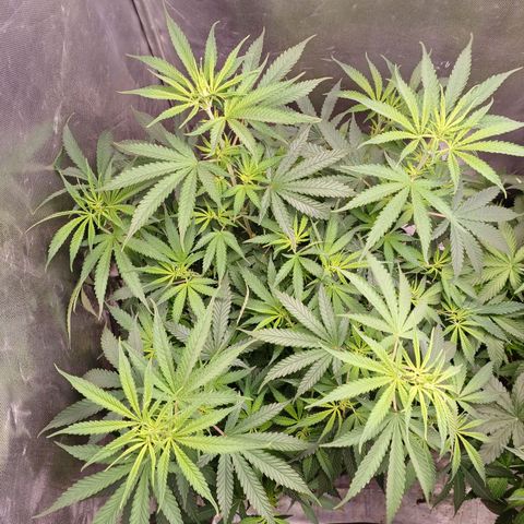 Mazine lemon haze growlog photo: Da pra ver ela esticando já 