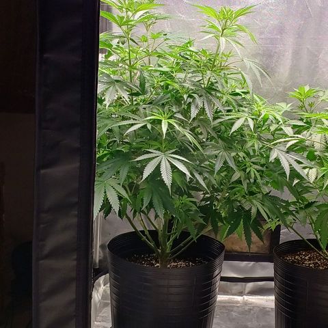 Mazine lemon haze growlog photo: Da pra ver ela esticando já 