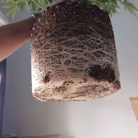 Mazine lemon haze growlog photo: Transplantei!! 