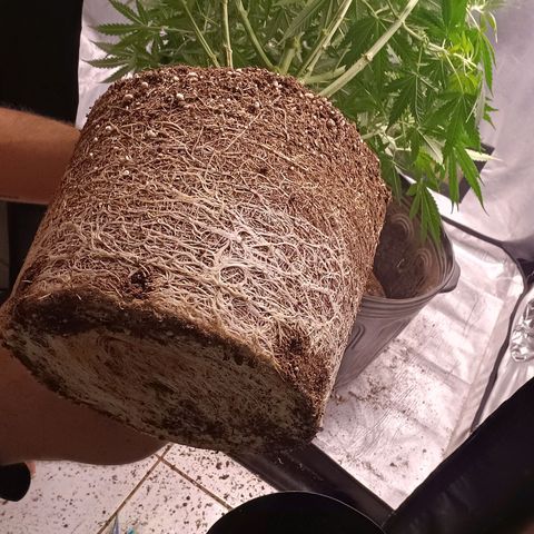 Mazine lemon haze growlog photo: Transplantei!! 