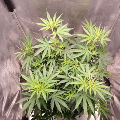 Mazine lemon haze growlog photo: Transplantei!! 