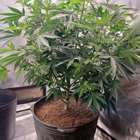 Mazine lemon haze growlog photo: Transplantei!! 