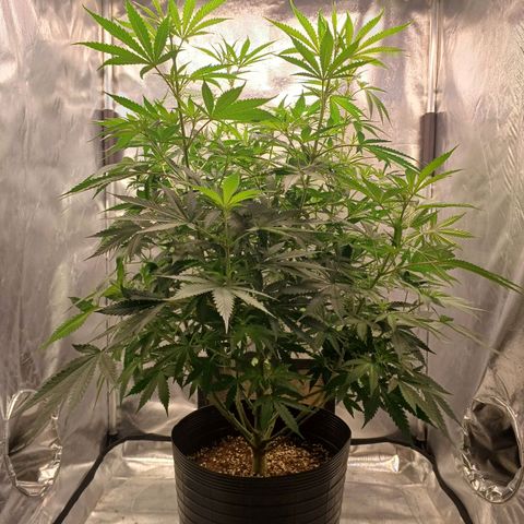 Mazine lemon haze growlog photo: Transplantei!! 