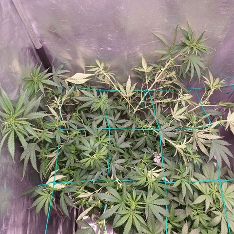Mazine lemon haze growlog photo: A luz voltou a entrar direito na planta depois do scrog