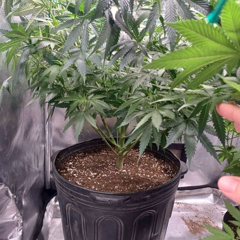 Mazine lemon haze growlog photo: A luz voltou a entrar direito na planta depois do scrog