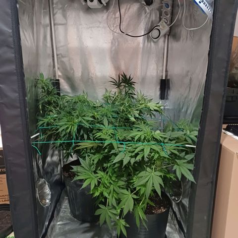 Mazine lemon haze growlog photo: As meninas felizes aqui 