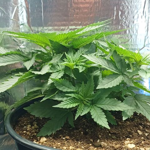 Branquinho 47 growlog timeline photo