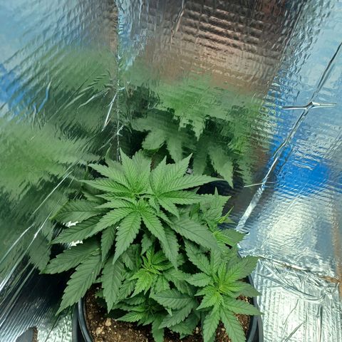 Branquinho 47 growlog timeline photo