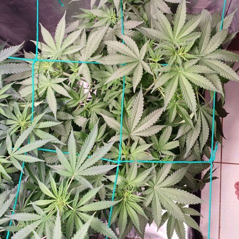 Super Lemon Pan growlog timeline photo
