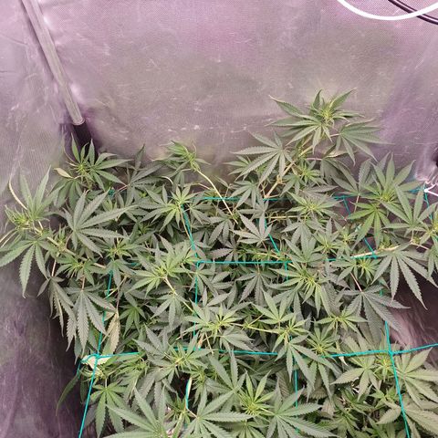 Mazine lemon haze growlog timeline photo