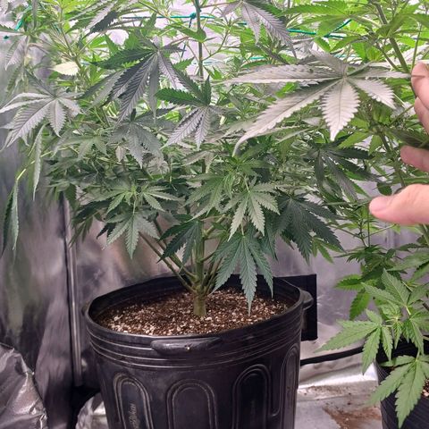 Mazine lemon haze growlog timeline photo