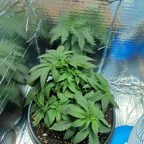 Branquinho 47 growlog photo: Abri um pouco mais os galhos secundários 