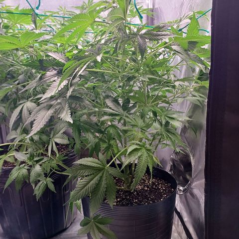 Super Lemon Pan growlog timeline photo