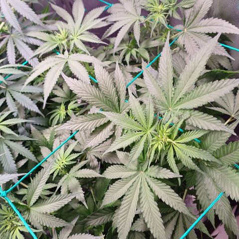 Super Lemon Pan growlog timeline photo