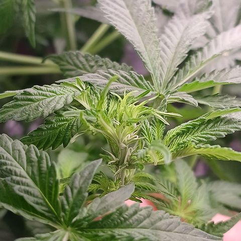 Super Lemon Pan growlog timeline photo
