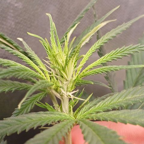 Mazine lemon haze growlog timeline photo
