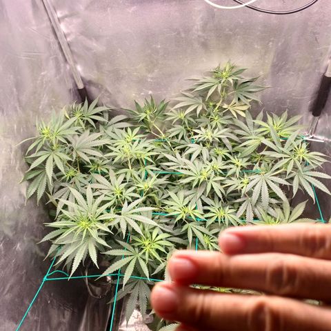 Mazine lemon haze growlog timeline photo