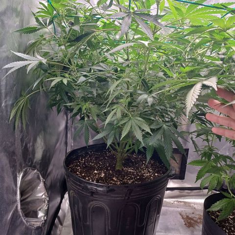 Mazine lemon haze growlog timeline photo