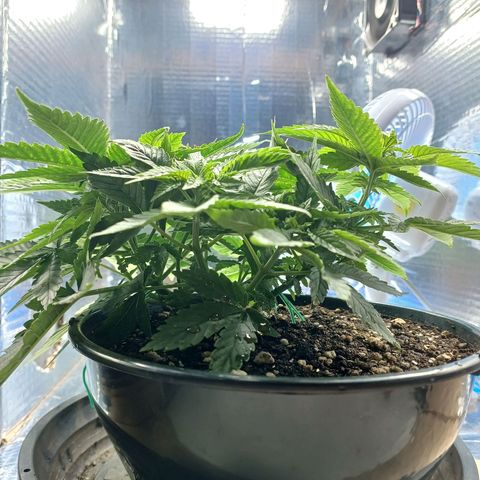 Branquinho 47 growlog photo: Tá com uns 4 topos, além da quantidade de galhos secundários surgindo