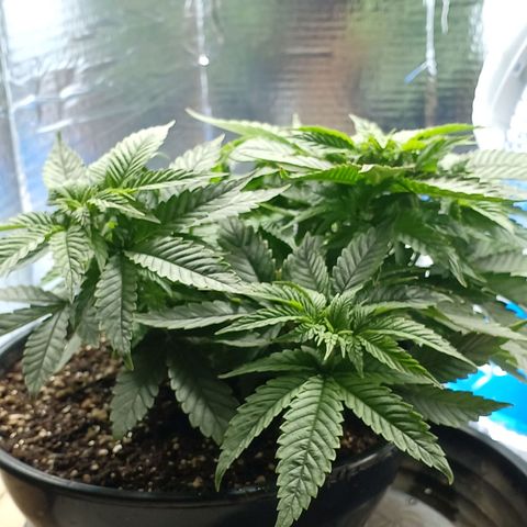 Branquinho 47 growlog photo: Tá com uns 4 topos, além da quantidade de galhos secundários surgindo