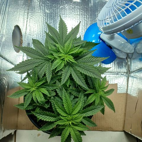 Branquinho 47 growlog photo: Tá com uns 4 topos, além da quantidade de galhos secundários surgindo