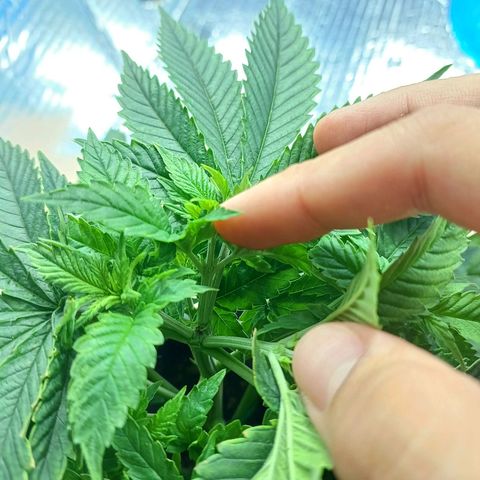 Branquinho 47 growlog timeline photo