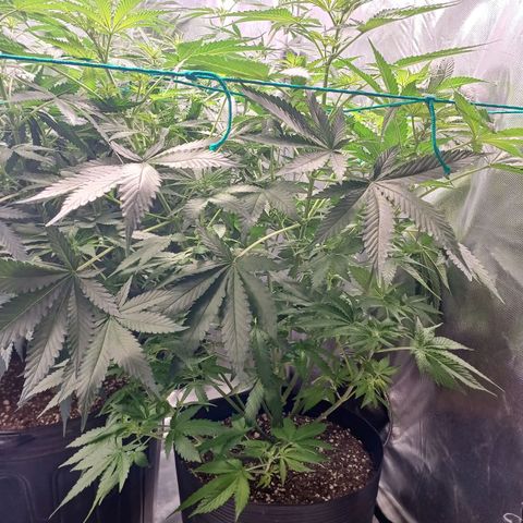 Super Lemon Pan growlog timeline photo