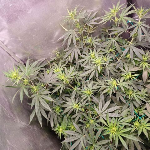 Mazine lemon haze growlog timeline photo