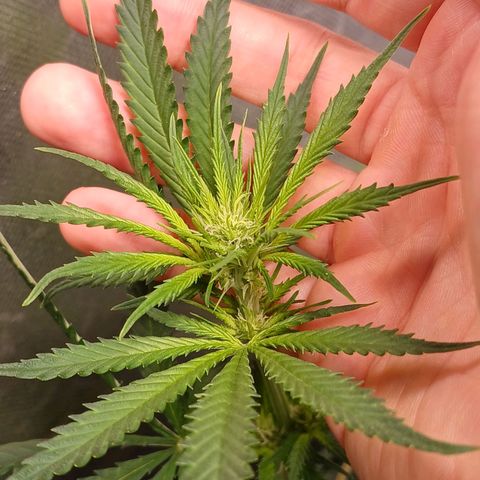 Mazine lemon haze growlog timeline photo