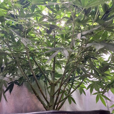 Mazine lemon haze growlog timeline photo
