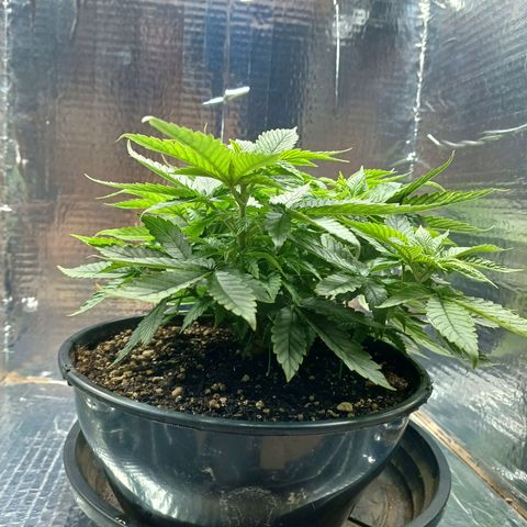 Branquinho 47 growlog timeline photo