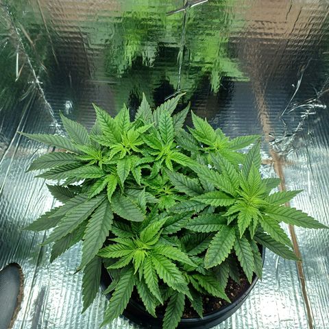 Branquinho 47 growlog timeline photo